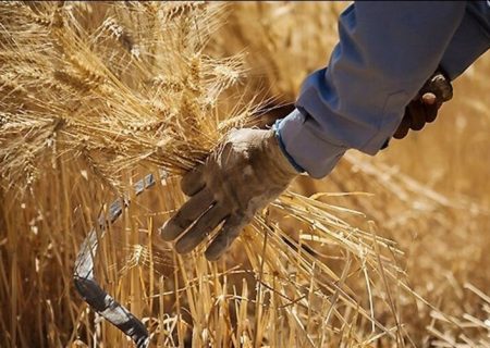 معاون جهاد کشاورزی خراسان رضوی خبر داد؛ آغاز خرید تضمینی گندم در خراسان رضوی