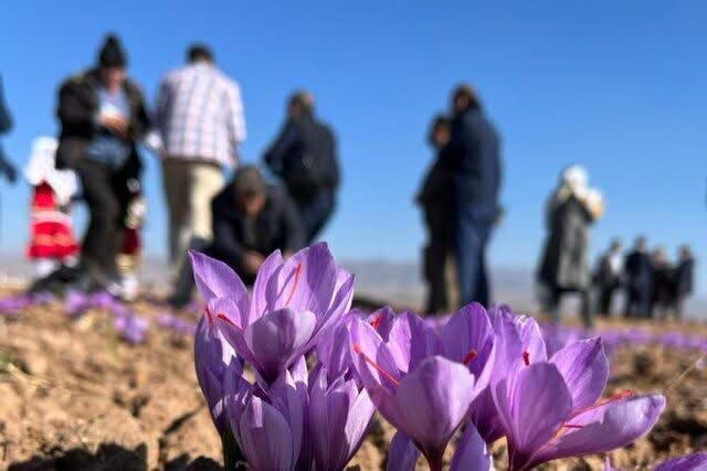 بازدید نخستین تور گردشگران خارجی از مزارع زعفران تربت‌حیدریه