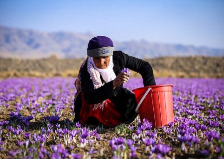 کاهش ۵۰ درصدی تولید زعفران در خراسان رضوی