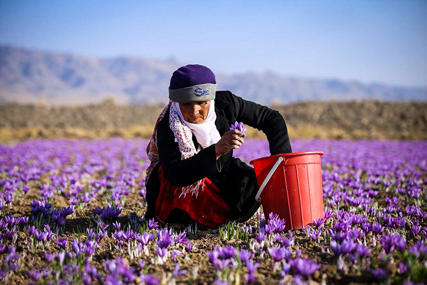 کاهش ۵۰ درصدی تولید زعفران در خراسان رضوی