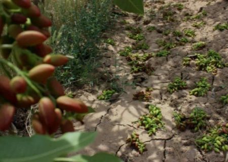 خسارت ۱۶۳میلیارد تومانی باد وطوفان اخیر به بخش کشاورزی شهرستان خواف