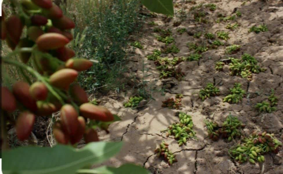 خسارت ۱۶۳میلیارد تومانی باد وطوفان اخیر به بخش کشاورزی شهرستان خواف