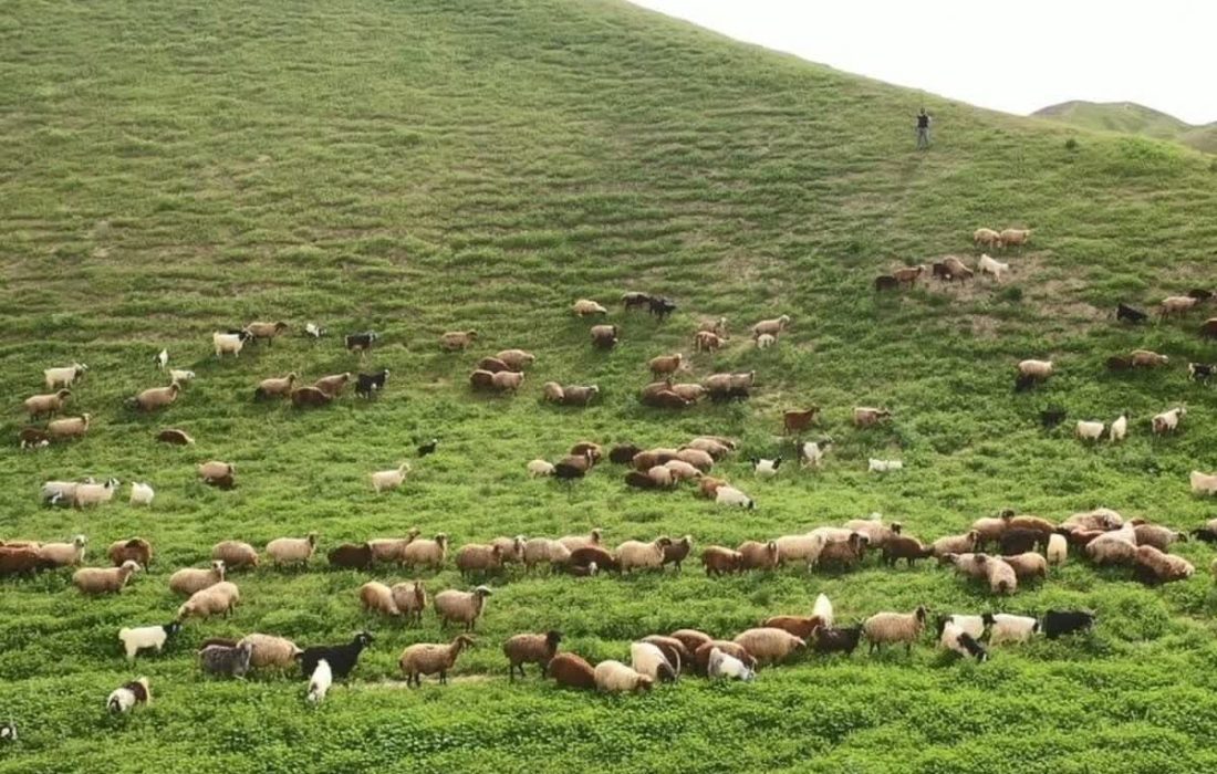 ممنوعیت انتقال پروانه مرتعداری به غیر