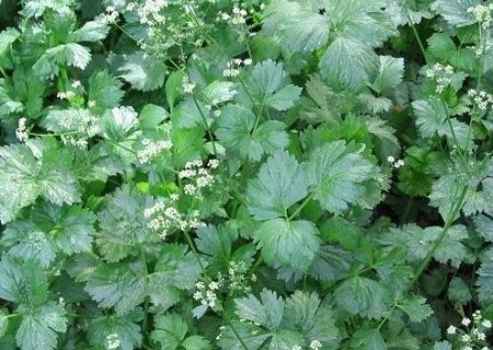 مسمومیت شدید یک خانواده مشهدی بر اثر مصرف گیاه ناشناخته در کلات