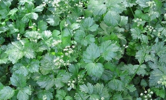 مسمومیت شدید یک خانواده مشهدی بر اثر مصرف گیاه ناشناخته در کلات