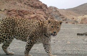 یک جوان بر اثر حمله پلنگ در تربت حیدریه جان باخت