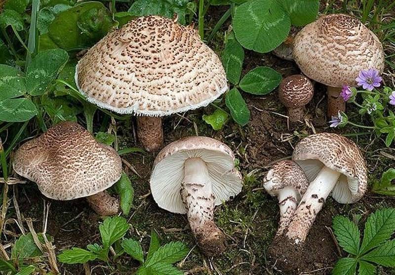 هشدار مسمومیت با قارچ‌های سمی مناطق کوهستانی در بهار