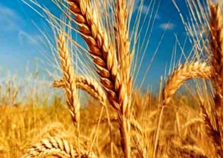 تحویل بیش از ۷ هزار تن گندم سرخس به سیلو‌های خراسان رضوی