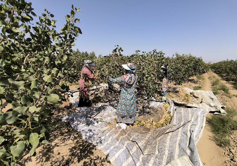 پیش‌ بینی تولید بیش از ۶ هزار تن پسته در مشهد