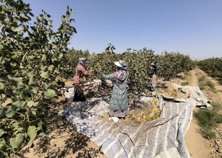 پیش‌ بینی تولید بیش از ۶ هزار تن پسته در مشهد