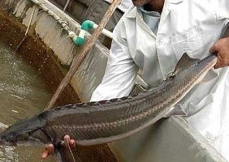 افزایش ۵۹ درصدی تولید ماهی خاویاری در خراسان رضوی