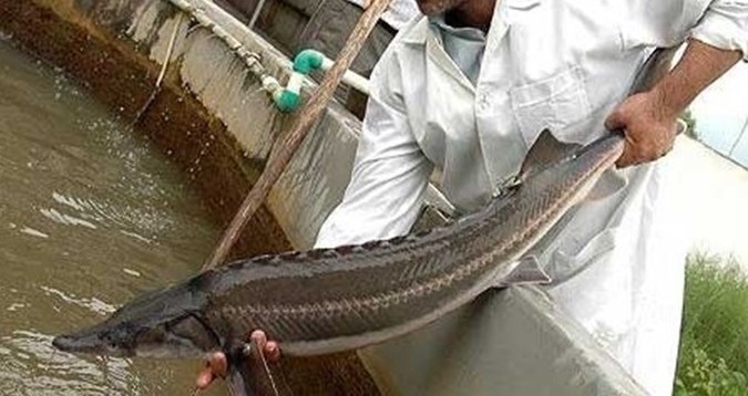 افزایش ۵۹ درصدی تولید ماهی خاویاری در خراسان رضوی