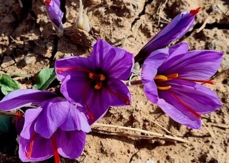 توافق برای صادرات زعفران تربت حیدریه به ایتالیا