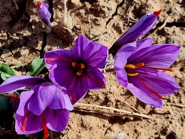 توافق برای صادرات زعفران تربت حیدریه به ایتالیا