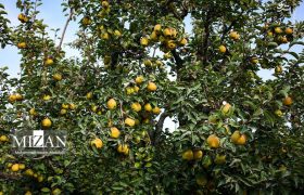 برداشت گلابی از باغات مشهد