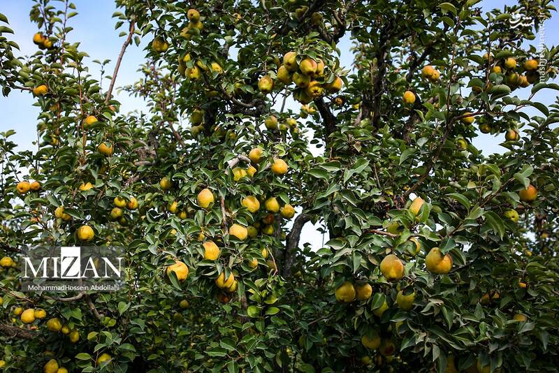 برداشت گلابی از باغات مشهد