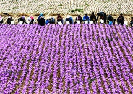 آغاز تور‌های گردشگری زعفران به مقصد تربت‌حیدریه