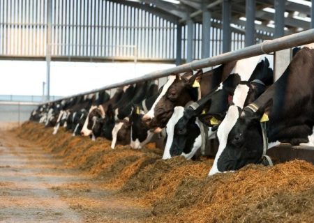 خراسان رضوی؛ قطب تولید خوراک دام، طیور و آبزیان در کشور