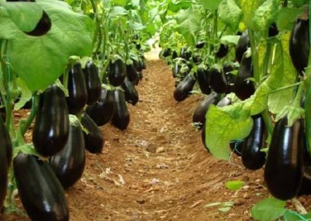 تولید سالانه بیش از ۵۳ هزار تن محصولات گلخانه‌ای در خراسان رضوی