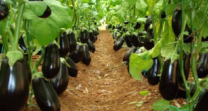 تولید سالانه بیش از ۵۳ هزار تن محصولات گلخانه‌ای در خراسان رضوی