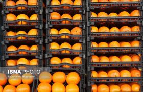 رئیس اتحادیه خرده فروشان میوه و تره‌بار مشهد: واکس پرتقال بر روی بافت داخلی میوه اثری ندارد