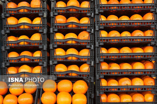 رئیس اتحادیه خرده فروشان میوه و تره‌بار مشهد: واکس پرتقال بر روی بافت داخلی میوه اثری ندارد