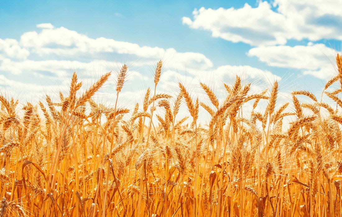 شهرستان مشهد، رتبه نخست تولید گندم درخراسان رضوی