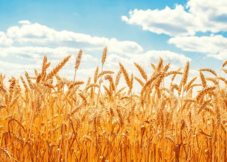 شهرستان مشهد، رتبه نخست تولید گندم درخراسان رضوی