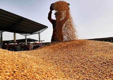 آغاز خرید تضمینی گندم در خراسان رضوی