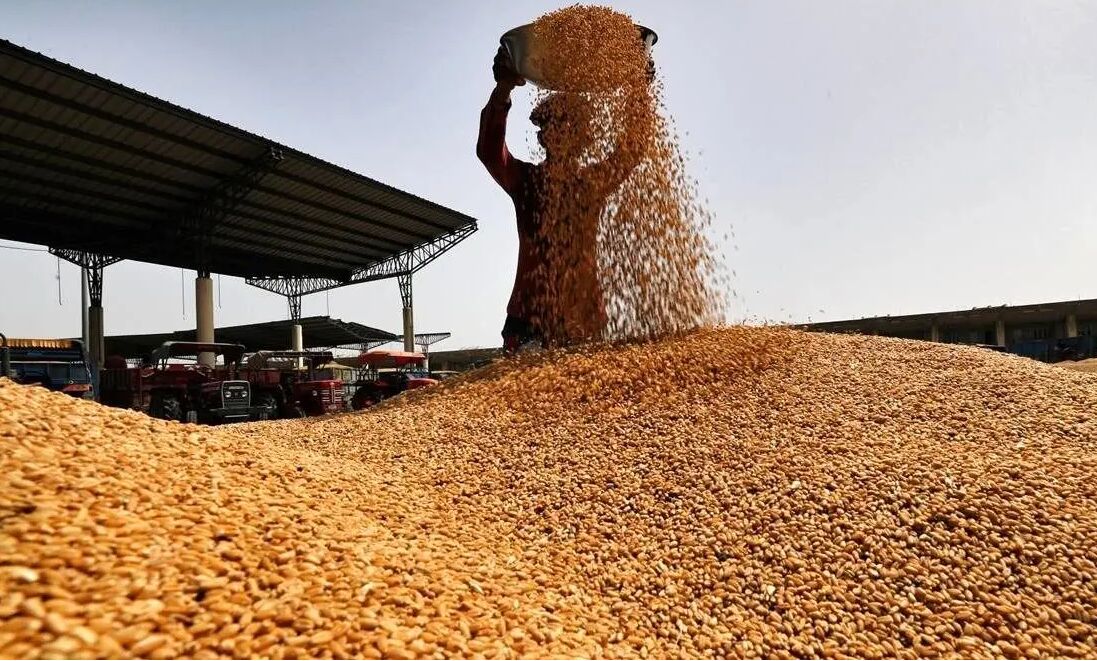آغاز خرید تضمینی گندم در خراسان رضوی