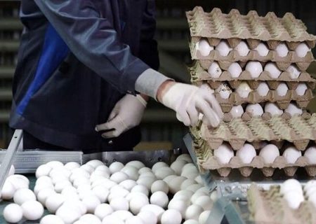 صادرات؛ کلید طلایی ثبات بازار و تداوم تولید تخم‌مرغ در خراسان رضوی