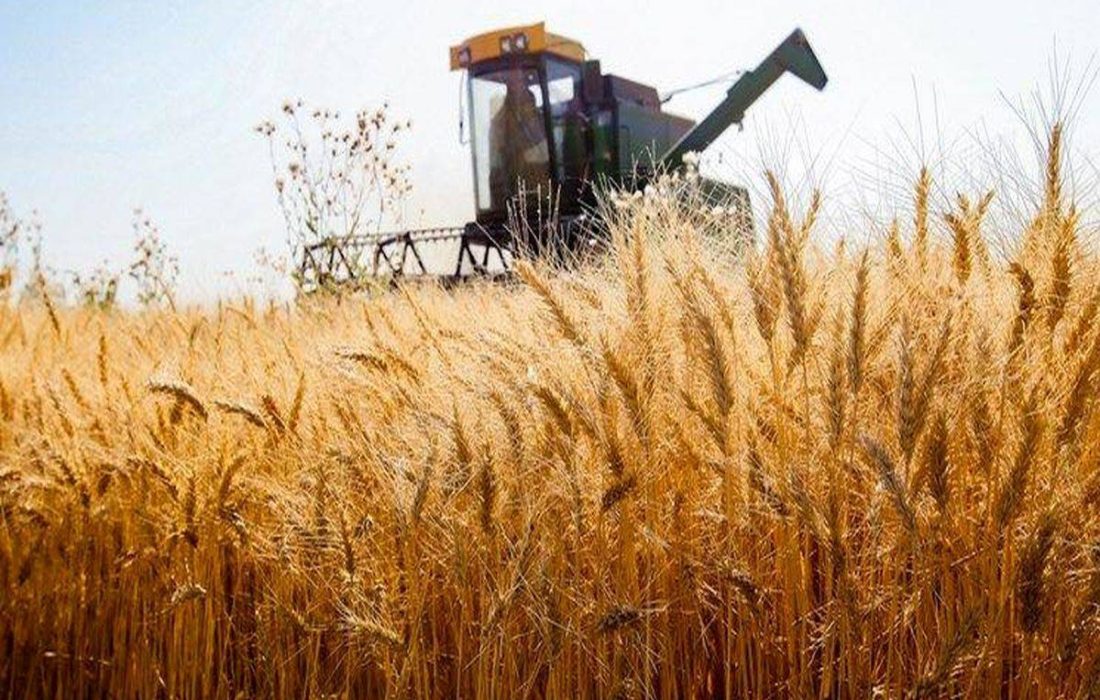 پیش بینی خرید ۳۰ هزار تن گندم منطقه غرب خراسان رضوی در سبزوار