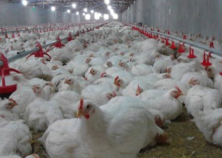 جوین به عنوان یکی ازقطب‌های مهم تولید گوشت سفید درخراسان رضوی ، بدون کشتارگاه ویژه طیور