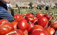 برداشت ۱۰۰ تن گوجه فرنگی از هر هکتار در باجگیران قوچان