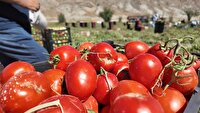 برداشت ۱۰۰ تن گوجه‌ فرنگی از هر هکتار در باجگیران قوچان